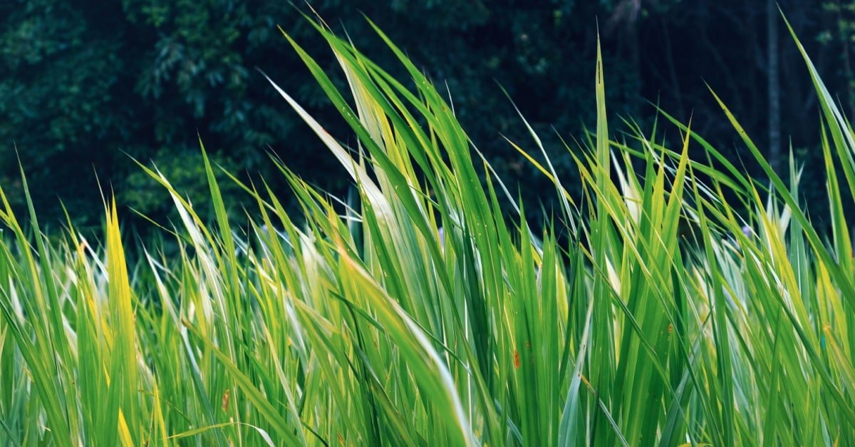 Zamboanga Biomass Energy to Create Jobs and Help Farmers